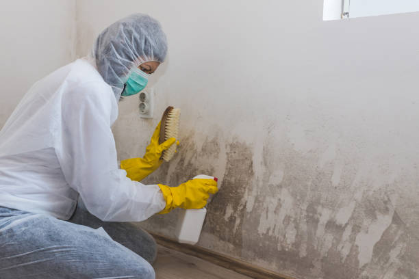 Mold Documentation for Insurance Claims in Vinton, VA