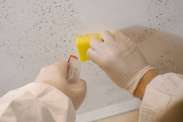 Mold Removal for HVAC Installations